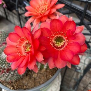Vibrant Red Floral Accent. Not For Sale This Is A Real Live Cactus  At My House